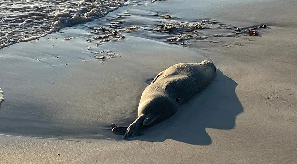 Dozens of dead seals found on the Caspian coast in Kazakhstan