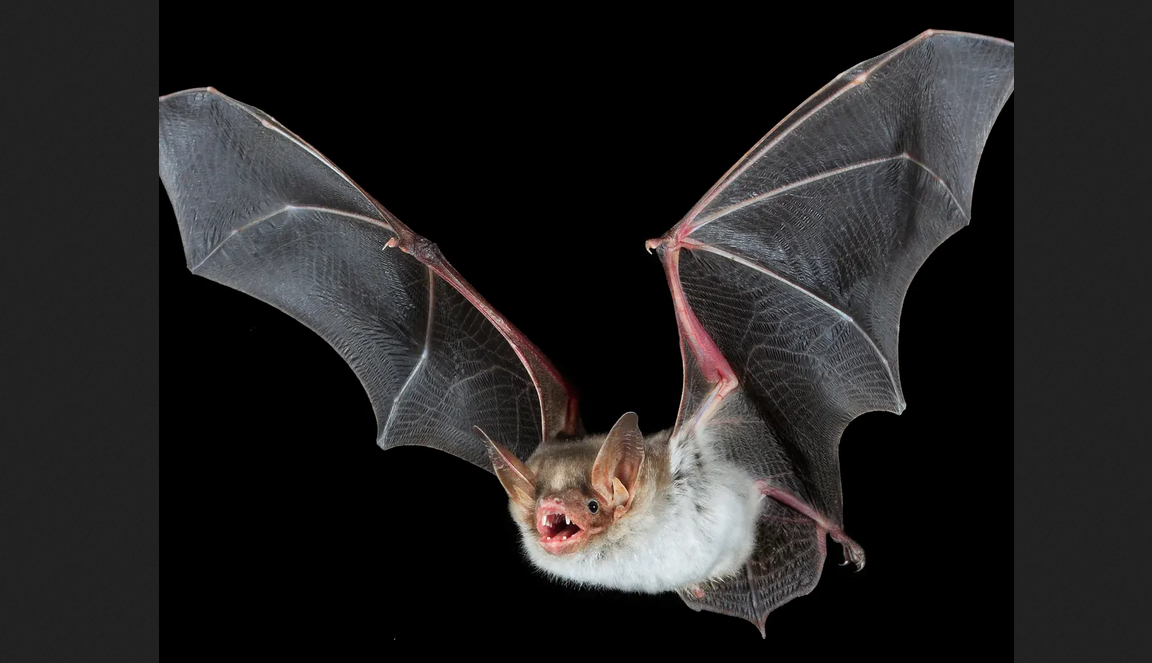 Khosta-2 virus found in bats in Russia could infect humans
