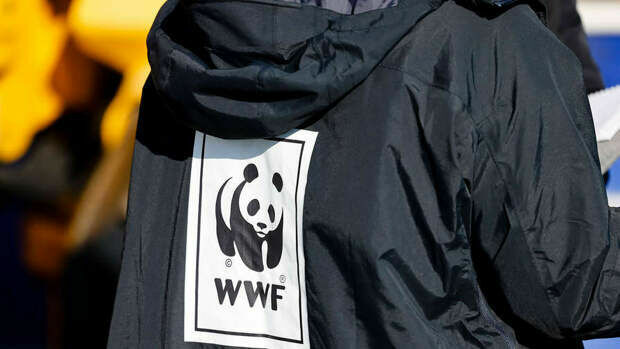 Russian environmentalists demand to recognize Greenpeace and WWF as foreign agents