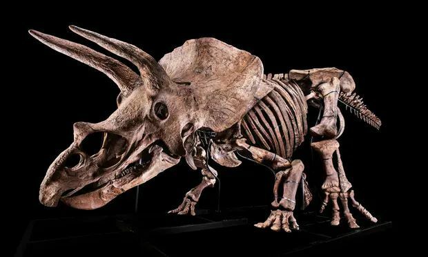 The largest skeleton of Triceratops before the auction was exhibited in Paris