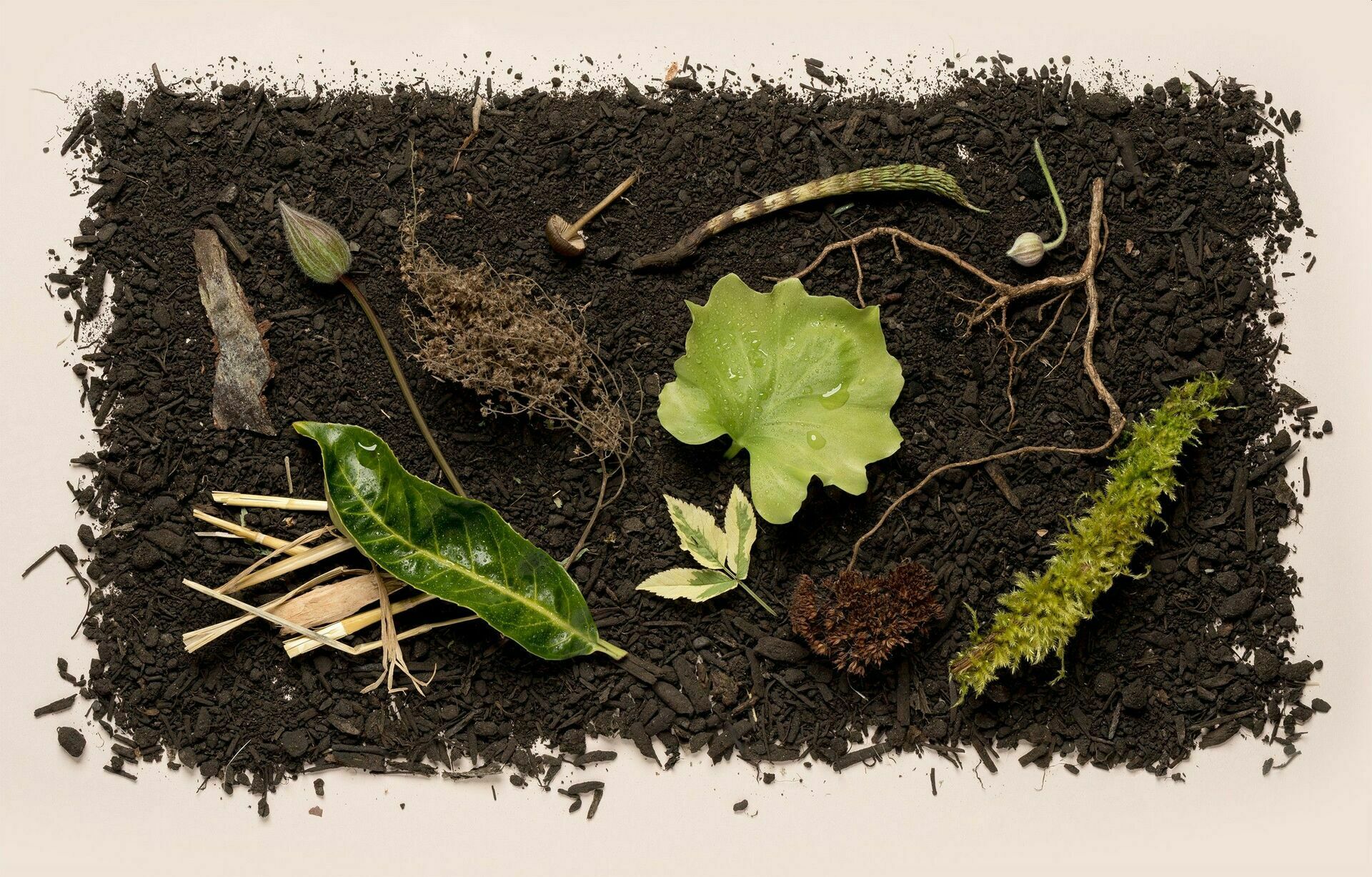 Ashes to ashes: second US state legalizes composting of human remains
