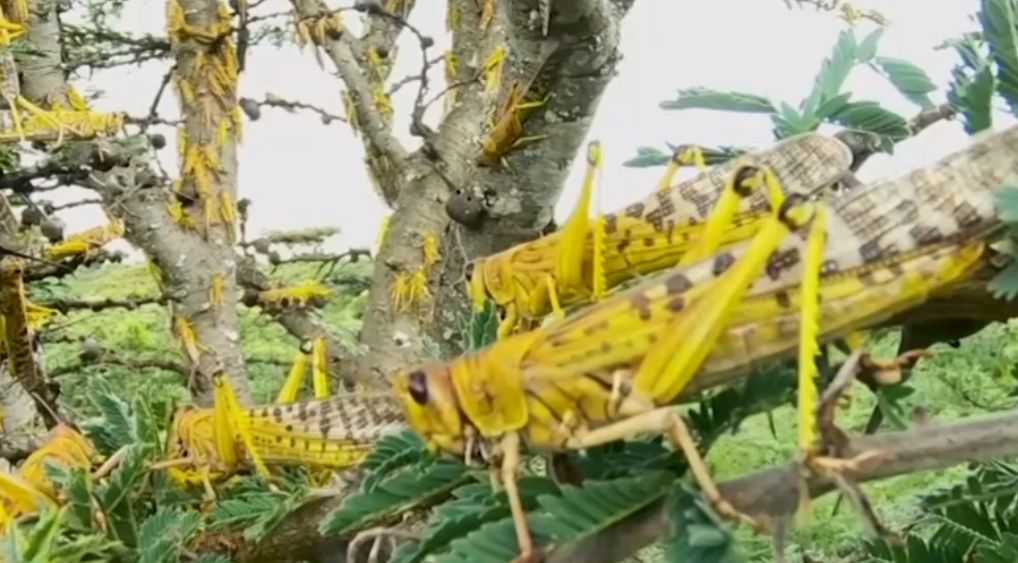 Unprecedented locust invasion threatens Africa and Asia with famine