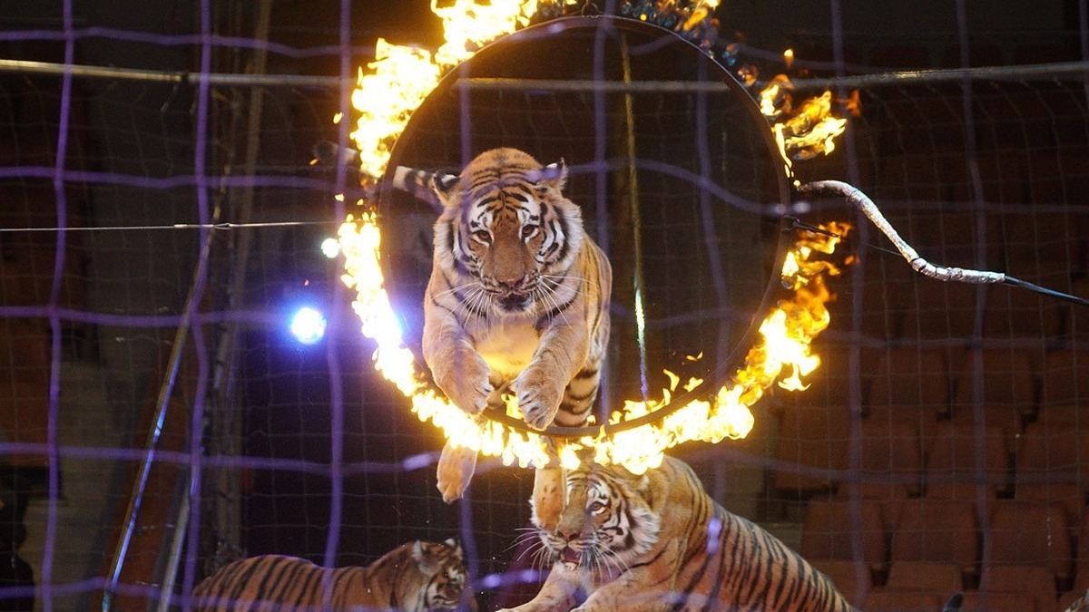 Impressionable people should better not read this! The Russian Federation has stopped the development strategy of circus art