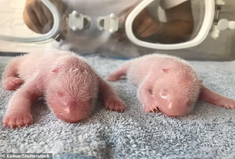 Twin pandas born in China as a result of artificial insemination (video)