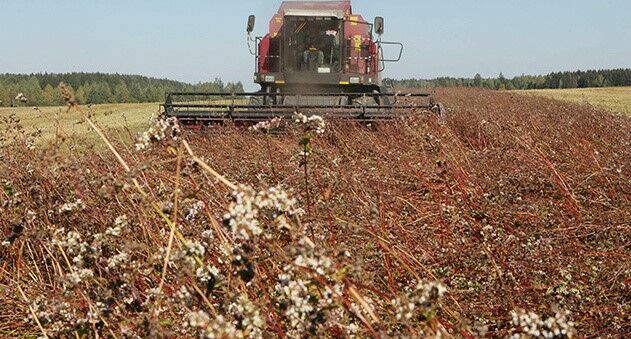 In Russia, they will create a strategic stock of buckwheat for two years