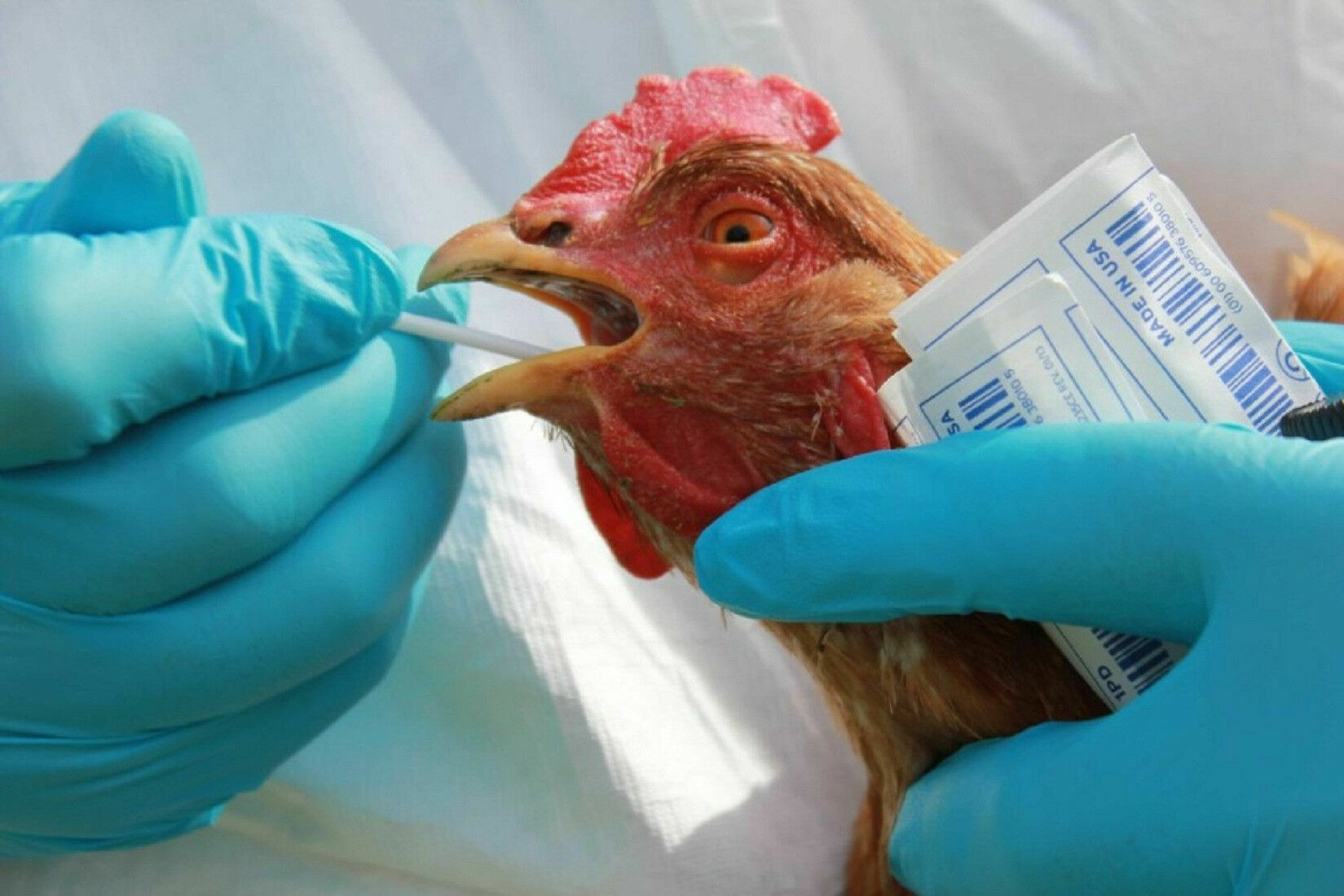 A new pandemic? In Russia, bird flu was first transmitted to humans