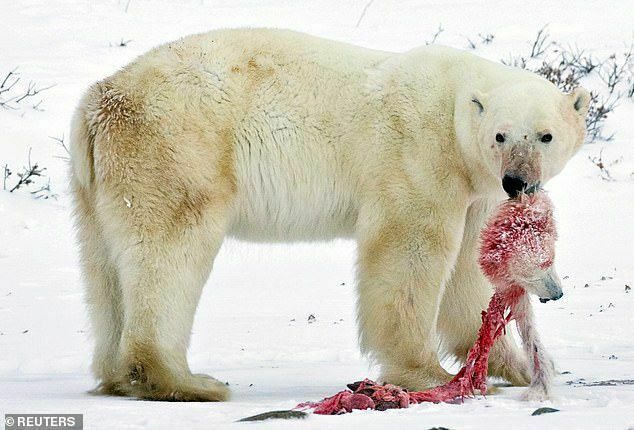 Global warming is turning polar bears into incestors and cannibals