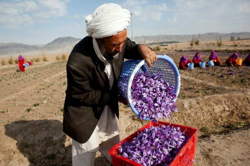 Not poppy, but saffron: what product will help restore the economy of Afghanistan
