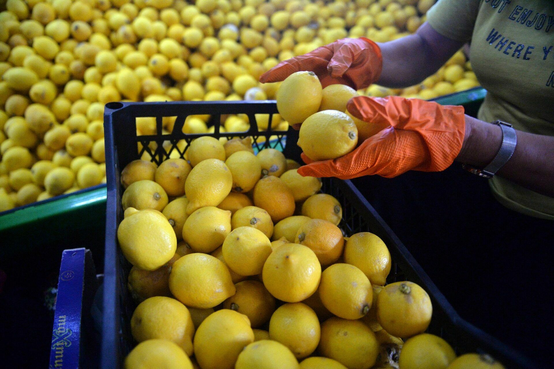 Rospotrebnadzor has banned the import of Turkish lemons
