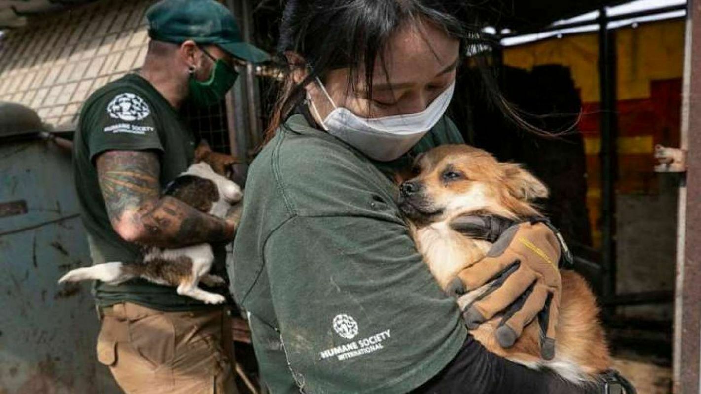 South Korean authorities ready to ban the use of dog meat