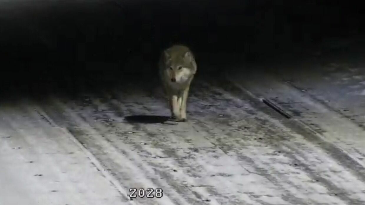“They don’t throw at people yet, but this is only for the time being...” Wolves terrorize the Pskov region