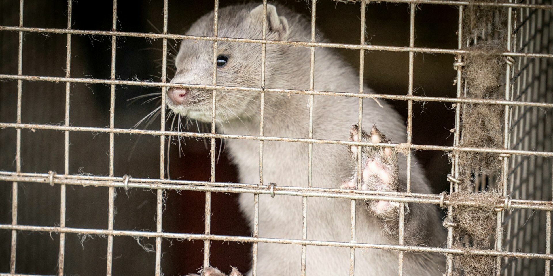 Question of the day: who will take pity on 17 million Danish minks doomed to death?