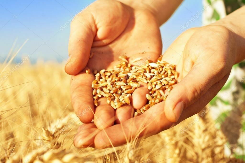 Russia's new "weapon" is grain export: why Bloomberg omits harvest data