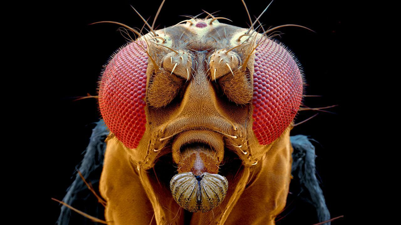 Flies are like humans: lonely fruit flies eat more and sleep less