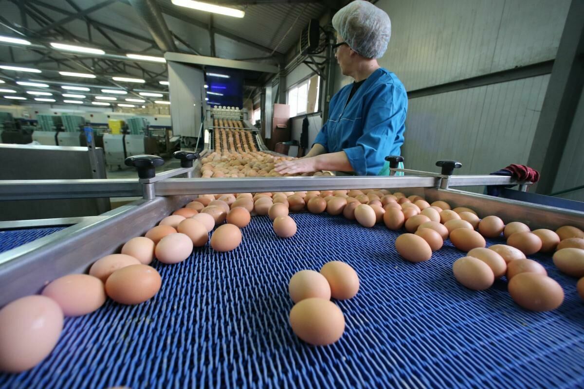 Producers have declared the risk of egg deficiency