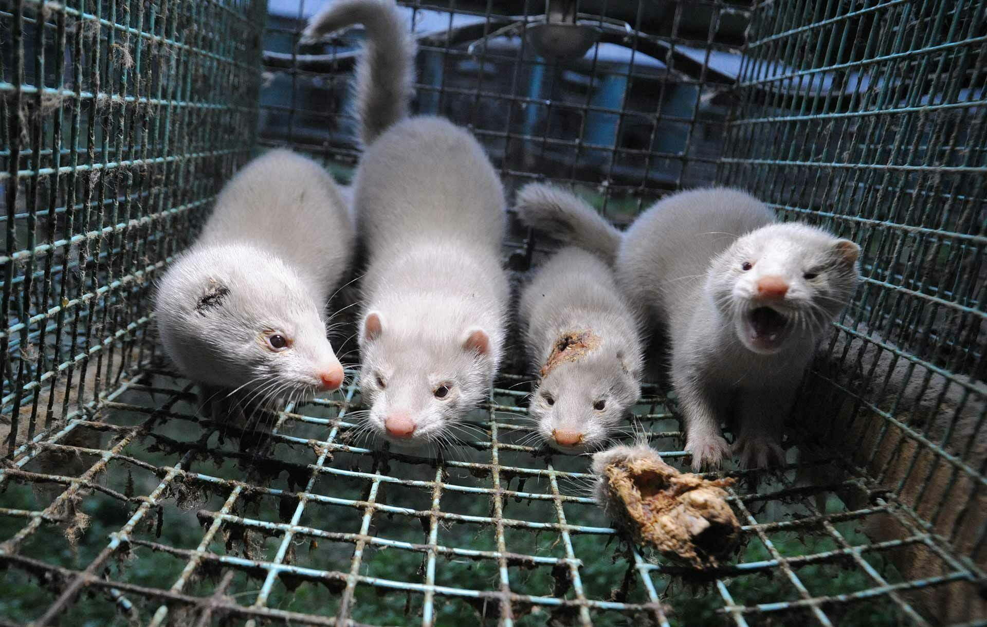 "Savagely important problem": do minks suffer from coronavirus on Russian farms?
