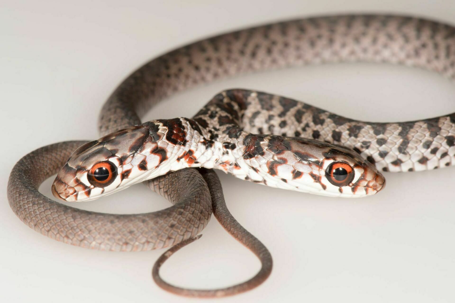Two mouths for one stomach: a two-headed snake is found in Florida