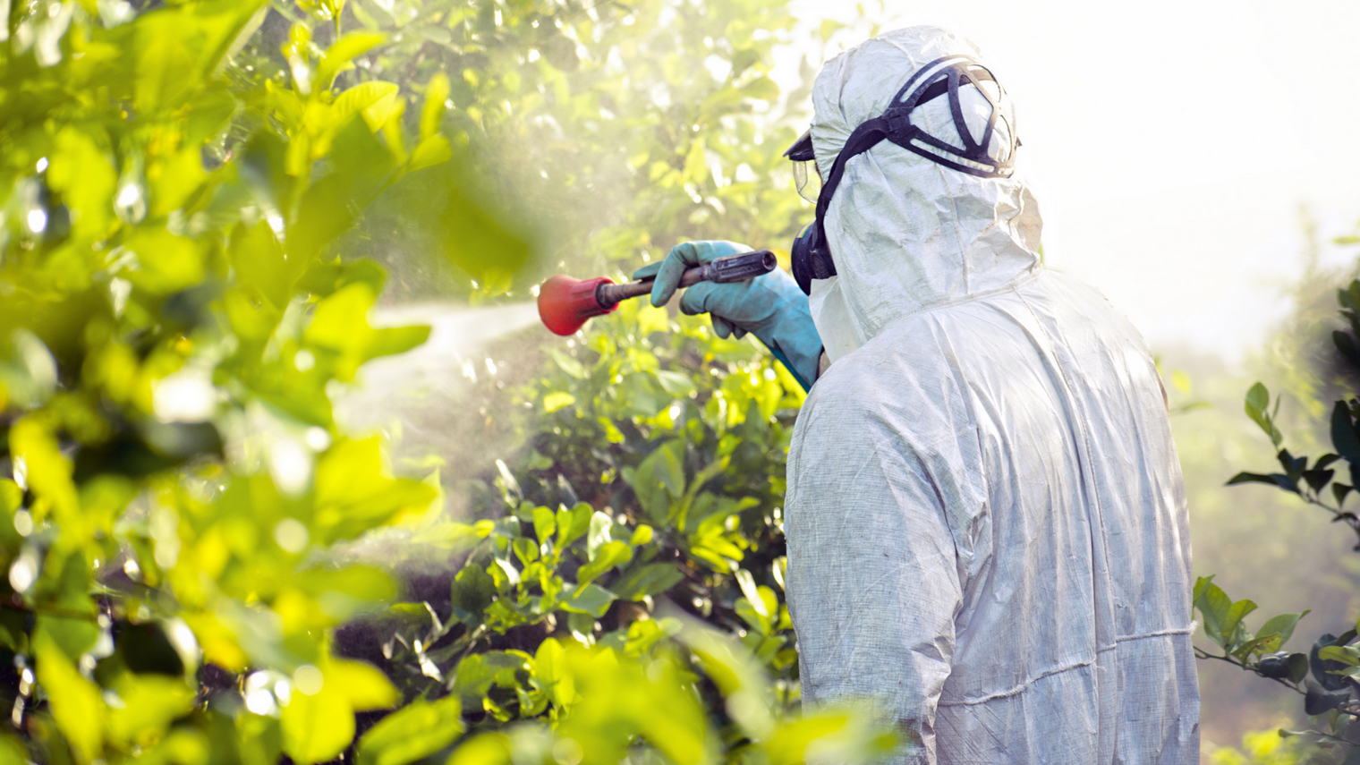 For 10 years, the amount of pesticides in European fruits and vegetables has increased dramatically