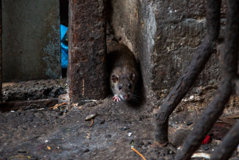 Due to poor garbage collection rats have bred in St. Petersburg