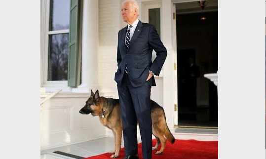 Dogs will return to the White House with the Biden couple