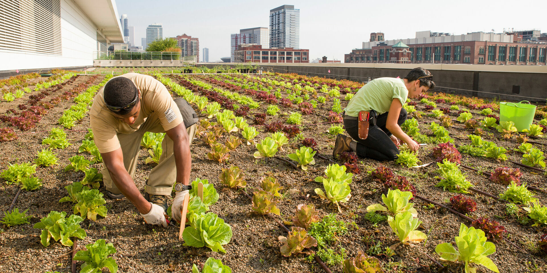 Rooftop gardens, vegetable gardens and ponds: city farming is taking over the world