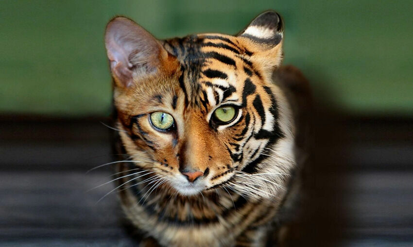 Malo the toyger Image: Claudia Taal/Toyger Cat Club UK.