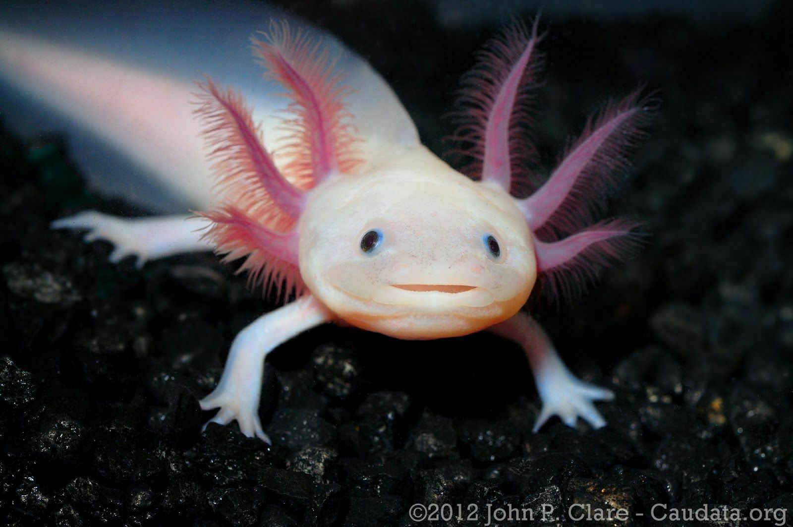 From tarantulas to axolotls: demand for exotic pets has grown during the self-isolation period