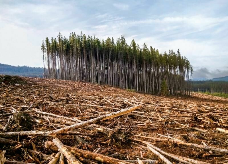 On December 2, the court will decide what will happen to the relict forests of the Moscow region