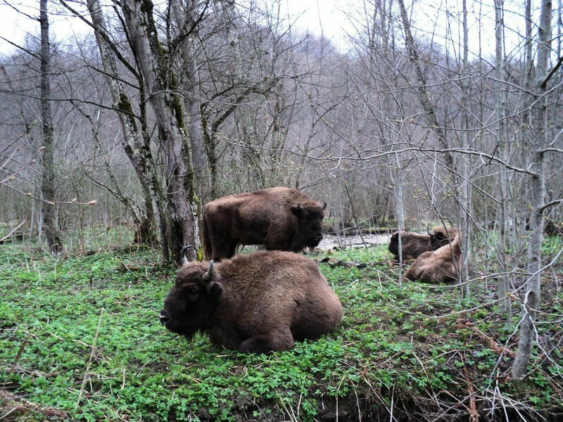 На территории Северо-Осетинского государственного заповедника живут 34 вида млекопитающих, среди которых – восточнокавказский тур и серна, косуля, як, кабан, бурый медведь.