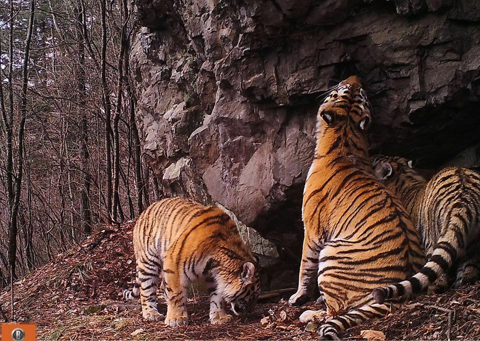 Gold is more important than cats: gold mining got started in the tiger habitat in Primorye
