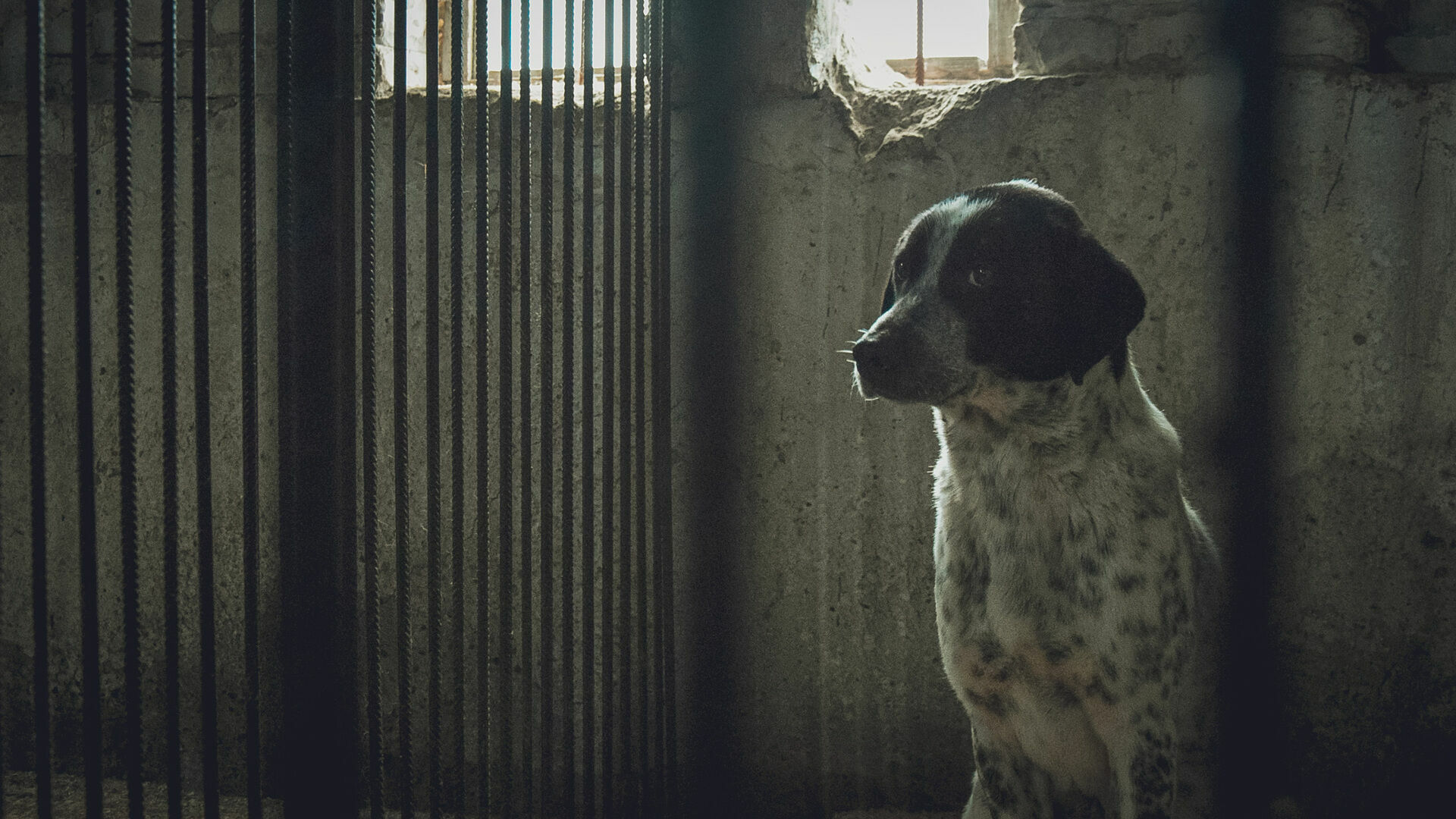 Thousands of homeless dogs and zero shelters: who will answer for the torn child in Bashkiria