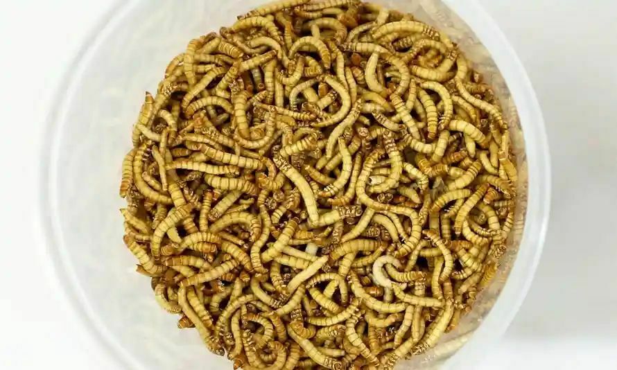 The European Union approved the use of mealworms in food