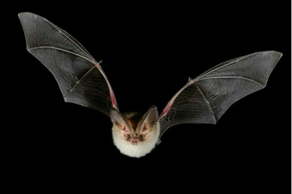 Three covid-like viruses found in bats in Laos