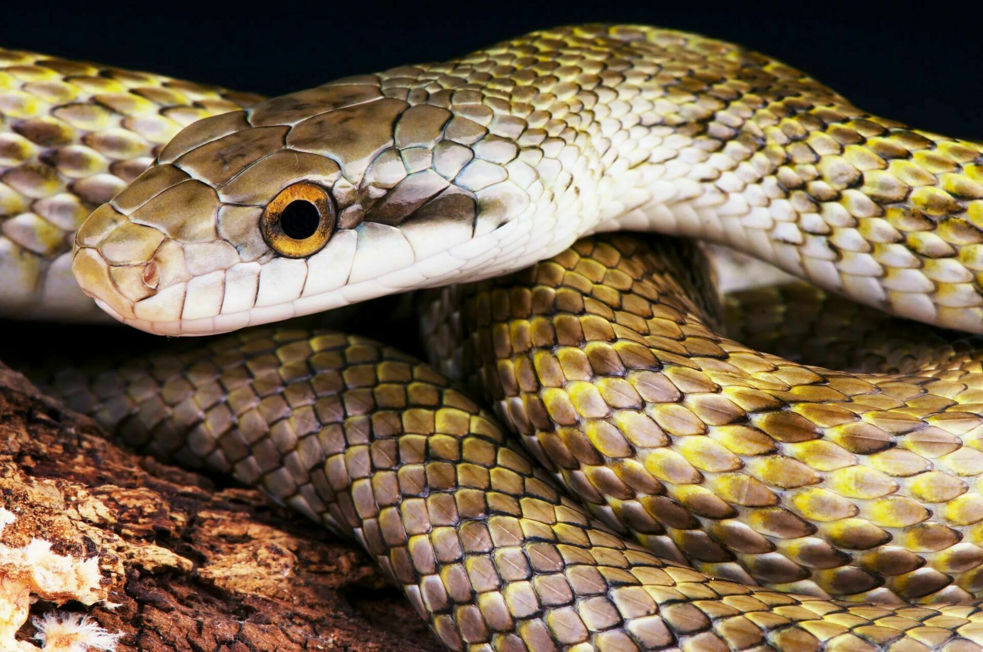 Radiation levels in Fukushima are monitored with snakes