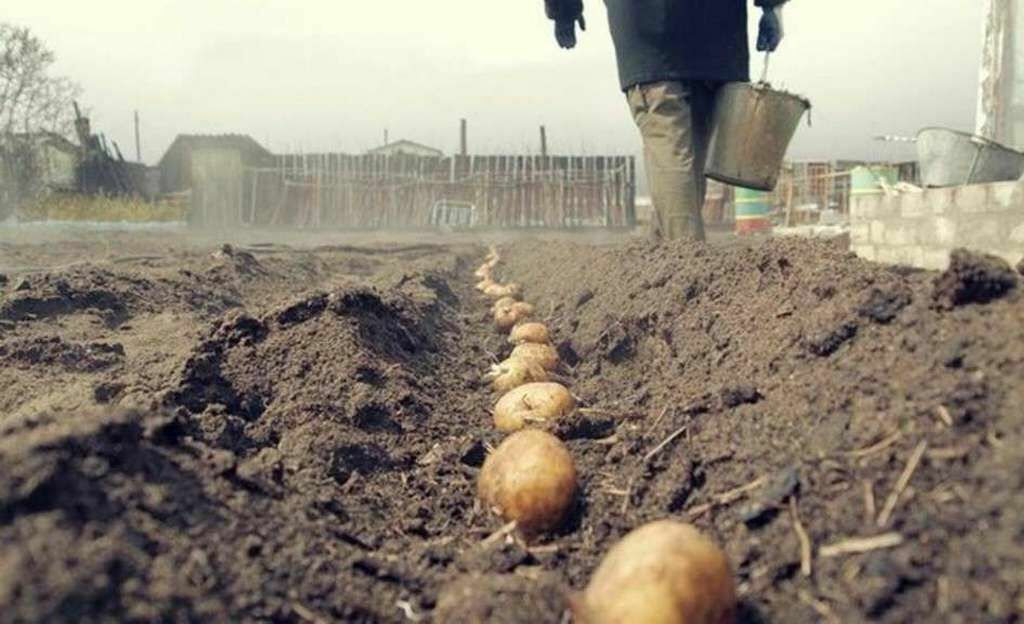 The fine for growing potatoes is no longer a joke, but a reality