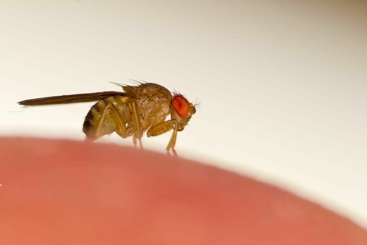 Lords of the flies: scientists have learned to control insects - people are next in line (video)