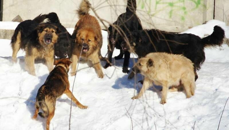 A resident of Yakutsk miraculously escaped from a pack of stray dogs (VIDEO)