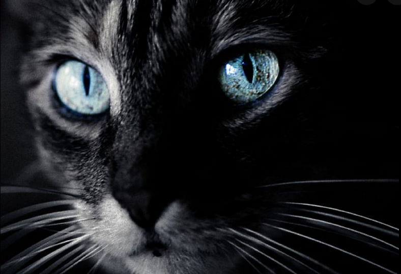 Cats may carry DNA from crime scenes, forensics find