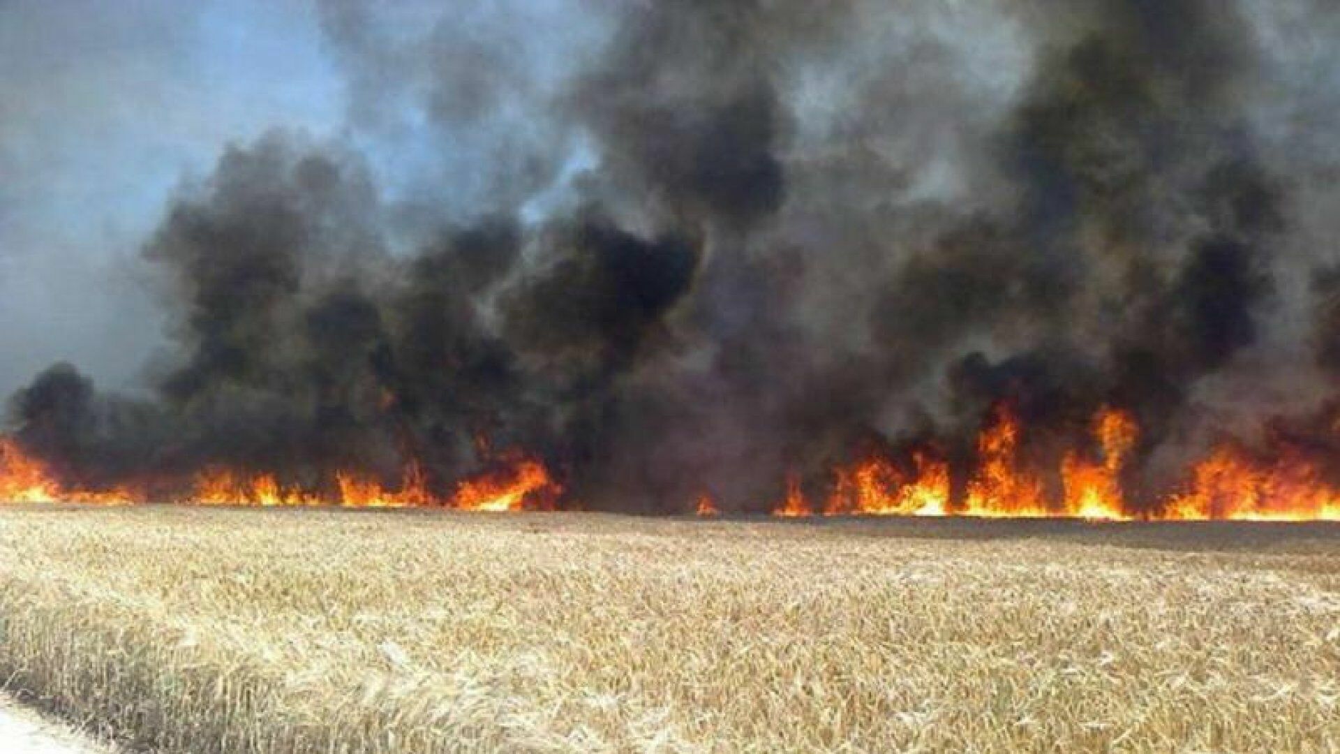 Farmer Melnichenko: “Today it’s better for us to burn the grain or allow it to decay” (VIDEO)