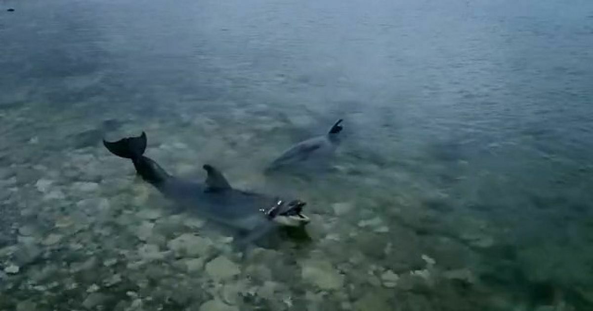 In Sevastopol, they are looking for trained dolphins thrown into the open sea