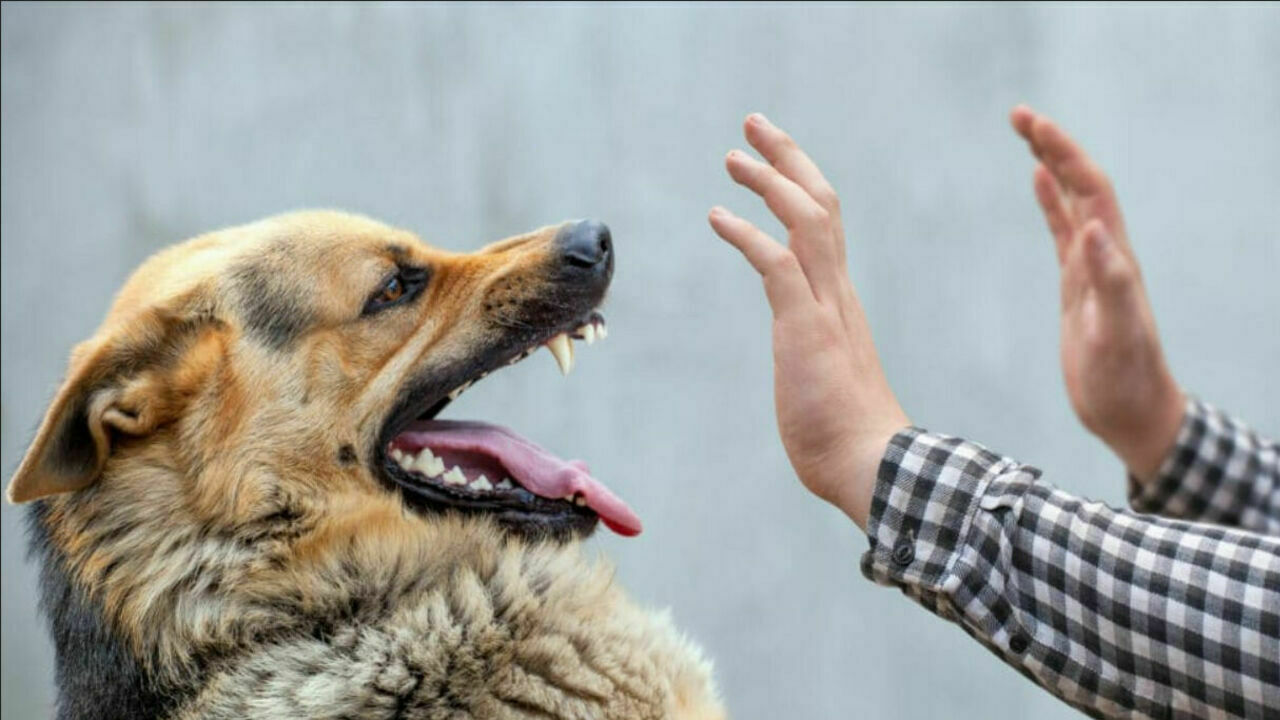 Where the dog's aggressiveness comes from: the results of a new study
