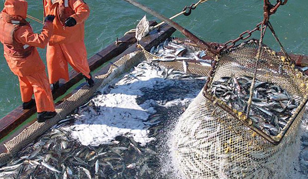 Fishermen warn about 25% rise in price for Iwashi sardine