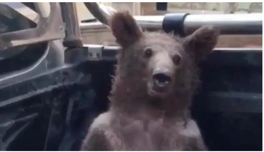 In Turkey, rescued a teddy bear, overeating "mad honey" (video)