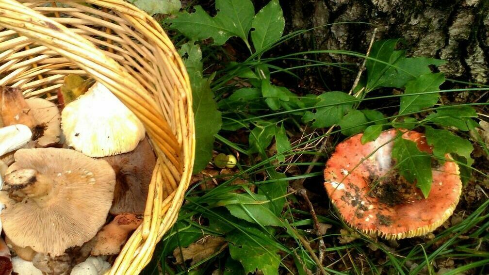 Russians face a criminal article for collecting plants and mushrooms from the Red Book