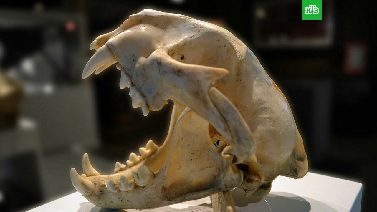 50 skulls of rare animals were stolen in St. Petersburg