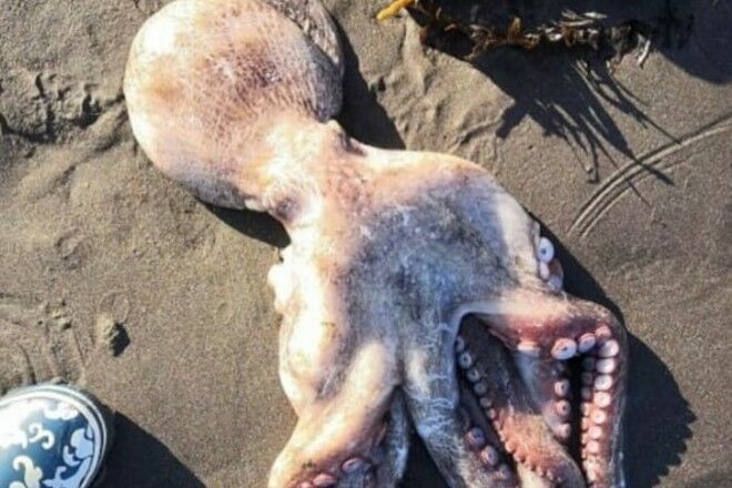 Unknown toxin in Avacha Bay killed 90% of benthic fauna